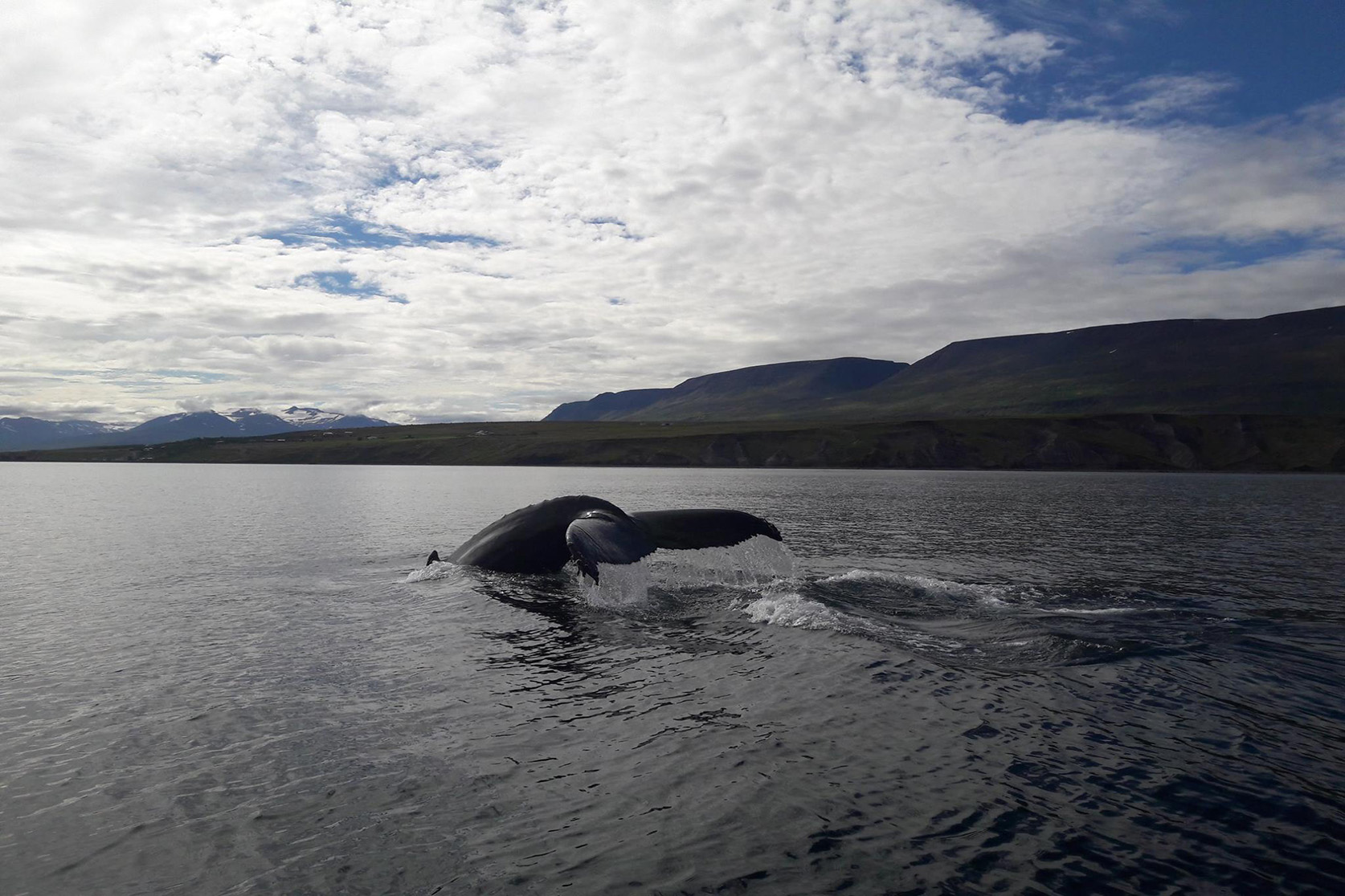 Hnúfubakur í Eyjafirði. Mynd: Margrét Rósa Jochumsdóttir