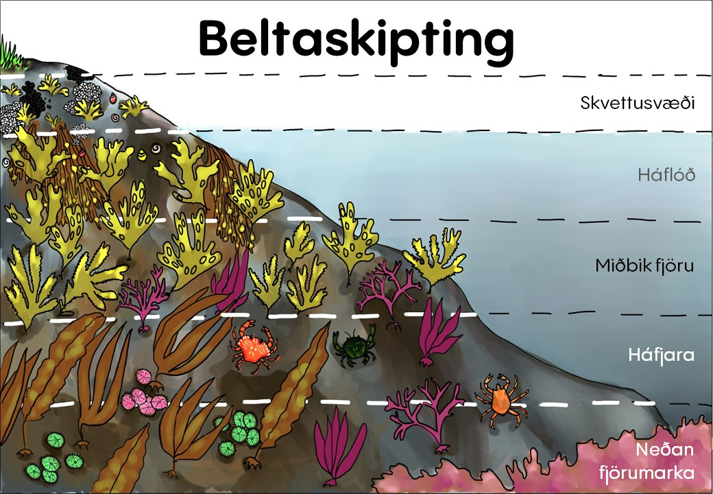 Beltaskipting fjöru. Mynd Cécile Chauvat