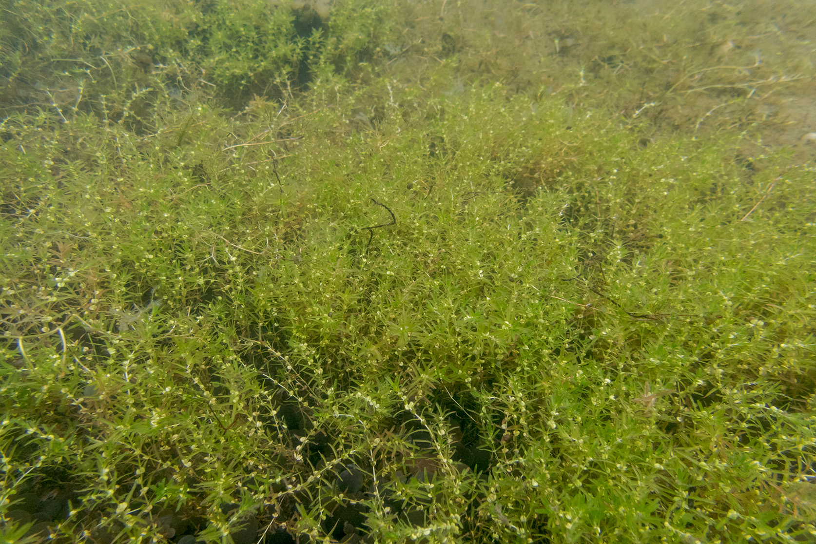 Síkjamari. Mynd: Wim van Egmond