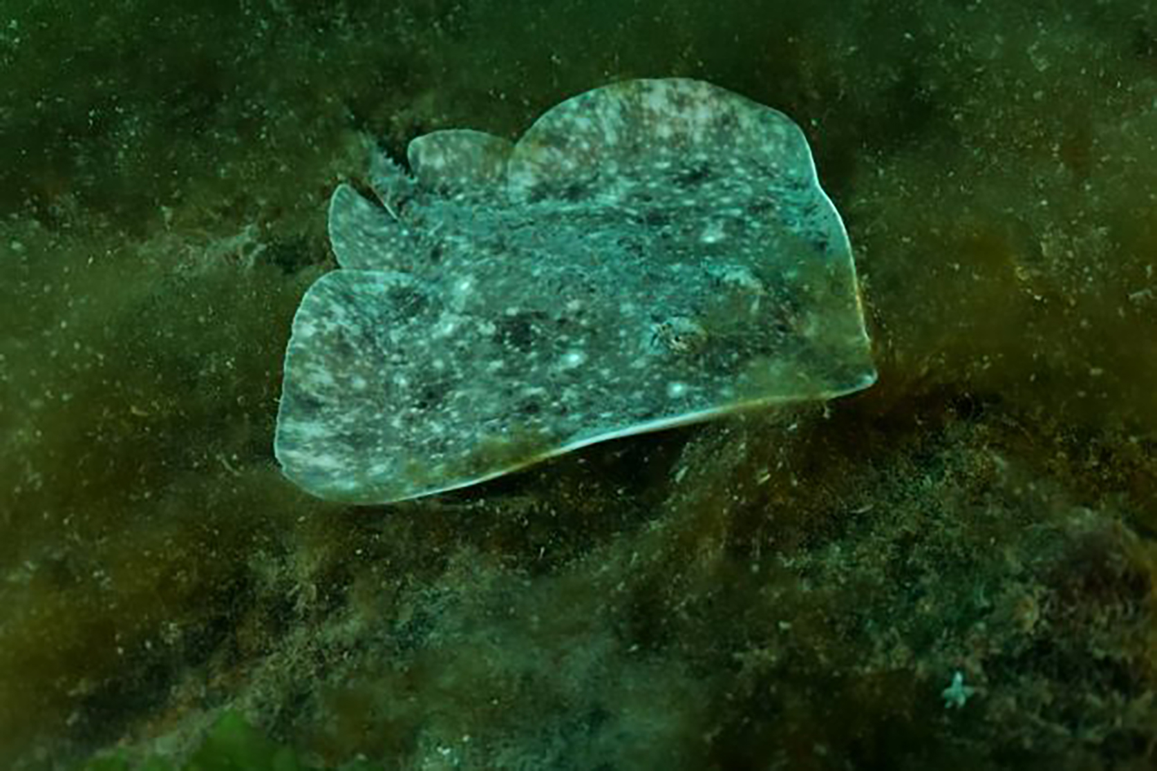 Skata er flatvaxinn brjóstfiskur sem lifir á botni sjávar, allt niður á um 1000 m dýpi. Mynd: Erlendur Bogason