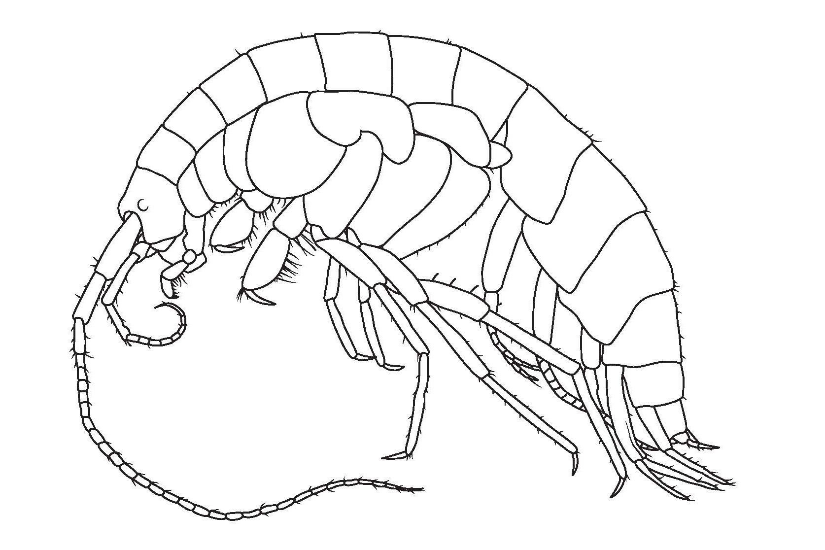 Íslandsmarfló, Crangonyx islandicus