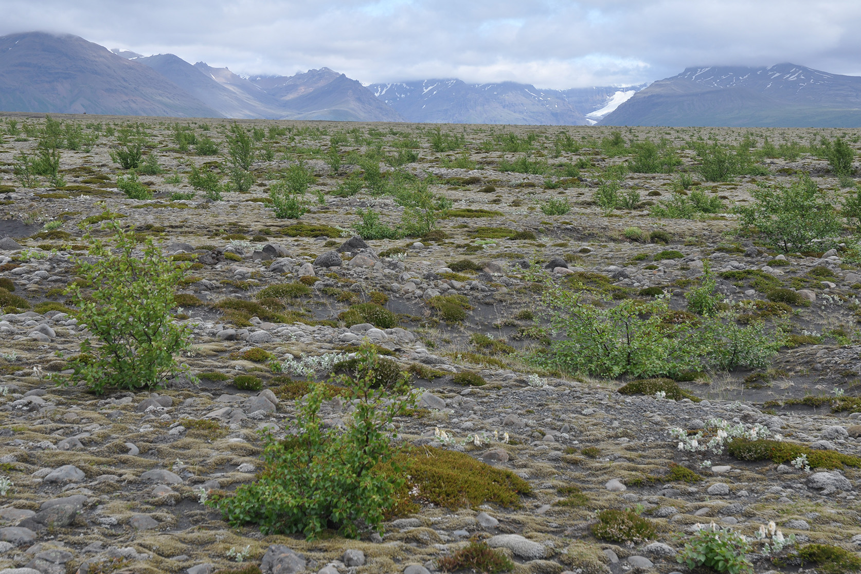 Sjálfsáið birki á Skeiðarársandi. Mynd: Þóra Ellen Þórhallsdóttir