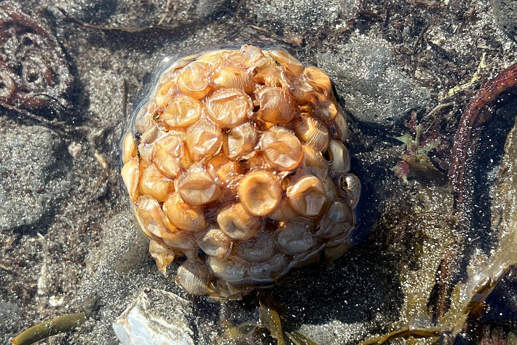 Tóm eggbú beitukóngs eru meðal þess sem finna má í fjörunni. Mynd: Helga Aradóttir