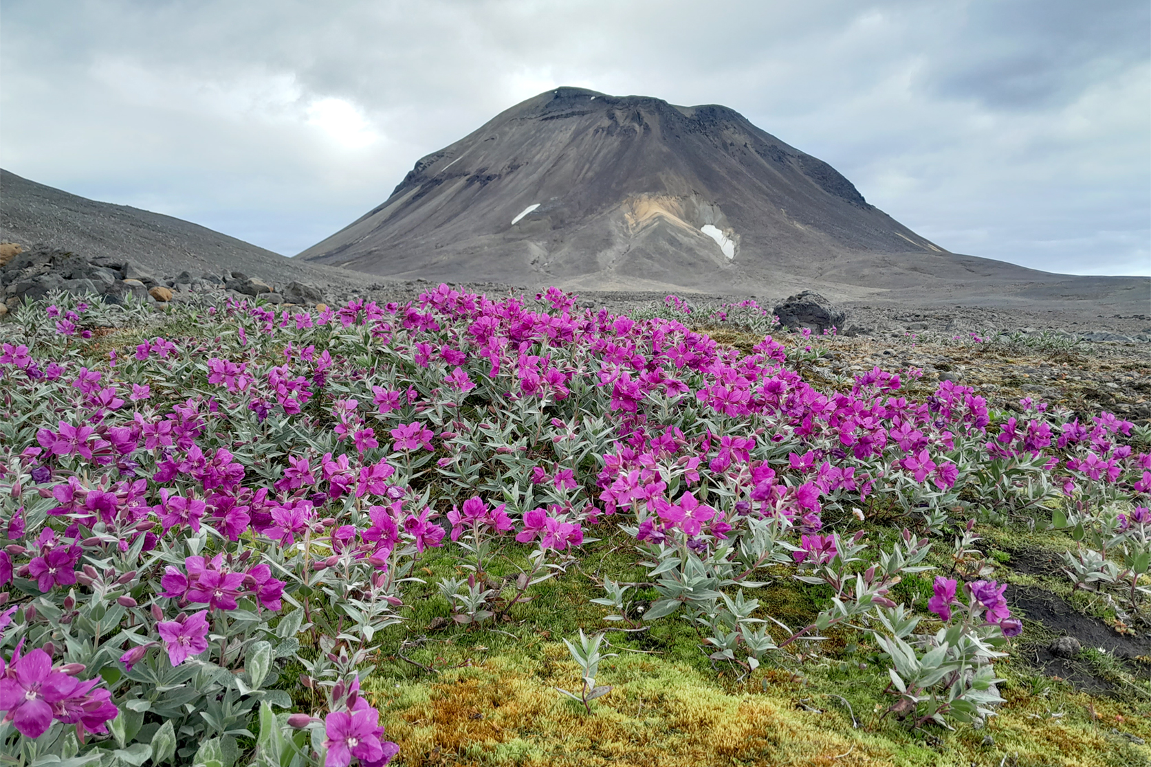 Syðri Háganga og eyrarrós. Mynd: Benedikt Traustason
